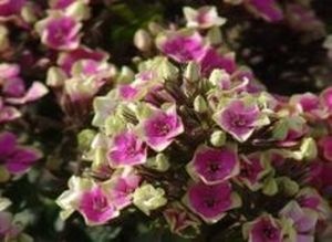 PHLOX AUREOLE 80